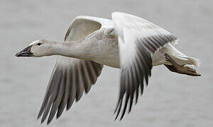 Snow Goose