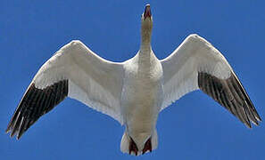 Snow Goose