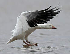 Snow Goose