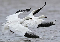 Snow Goose