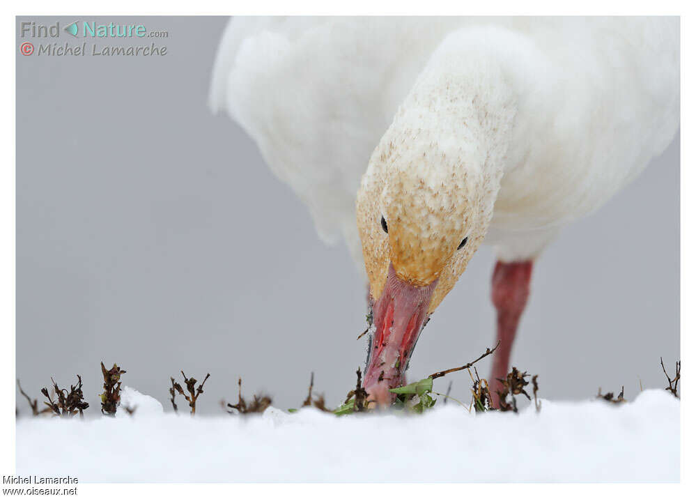 Oie des neigesadulte internuptial, régime, mange