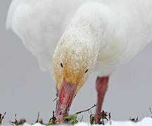 Snow Goose