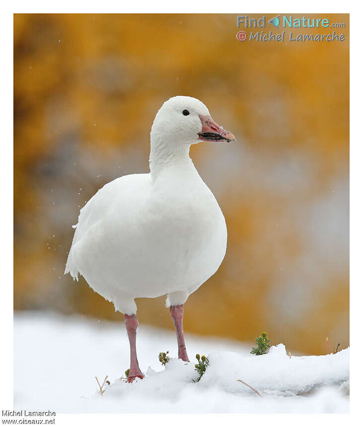 Snow Gooseadult, close-up portrait, pigmentation