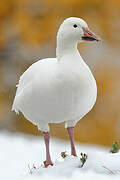 Snow Goose