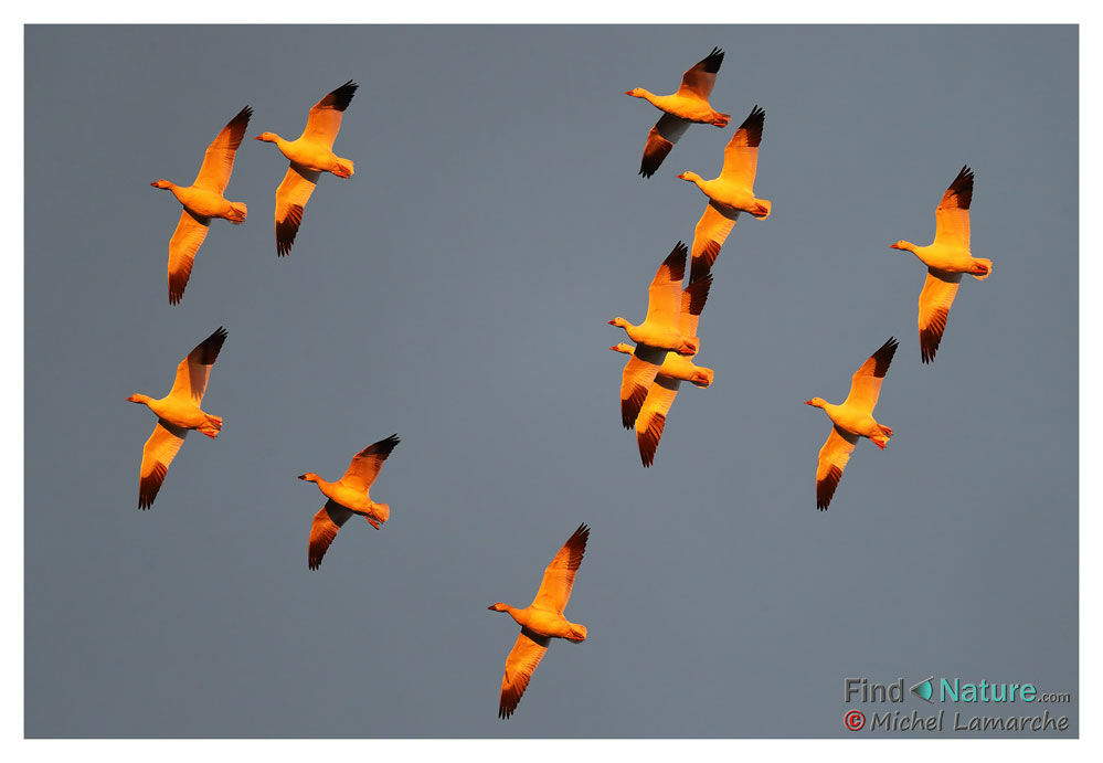 Snow Goose, Flight