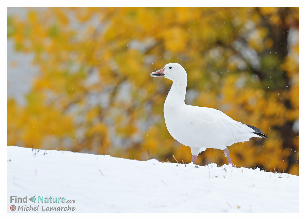 Snow Gooseadult