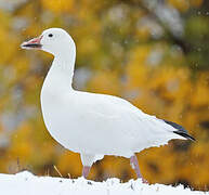 Snow Goose