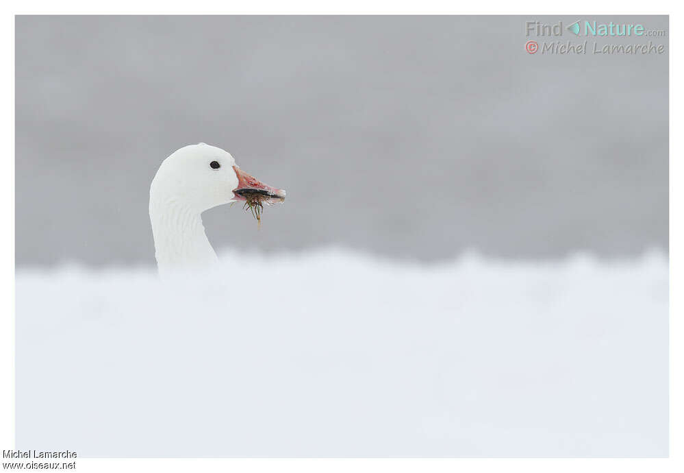 Oie des neigesadulte internuptial, mange