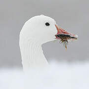 Snow Goose