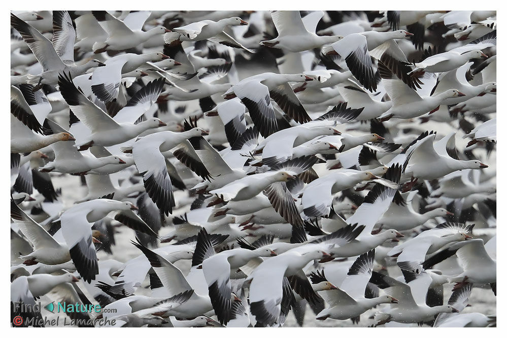 Snow Goose, Flight