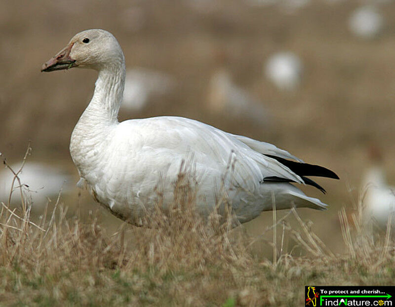 Snow Goose