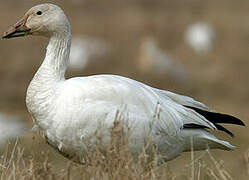 Snow Goose