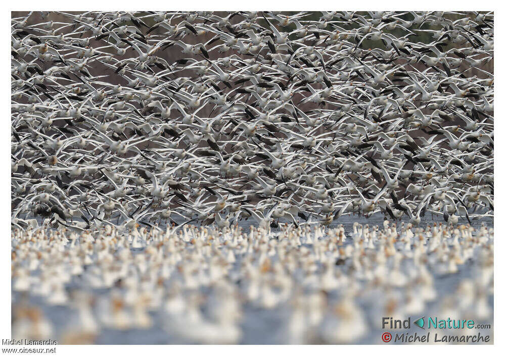 Snow Goose, Behaviour