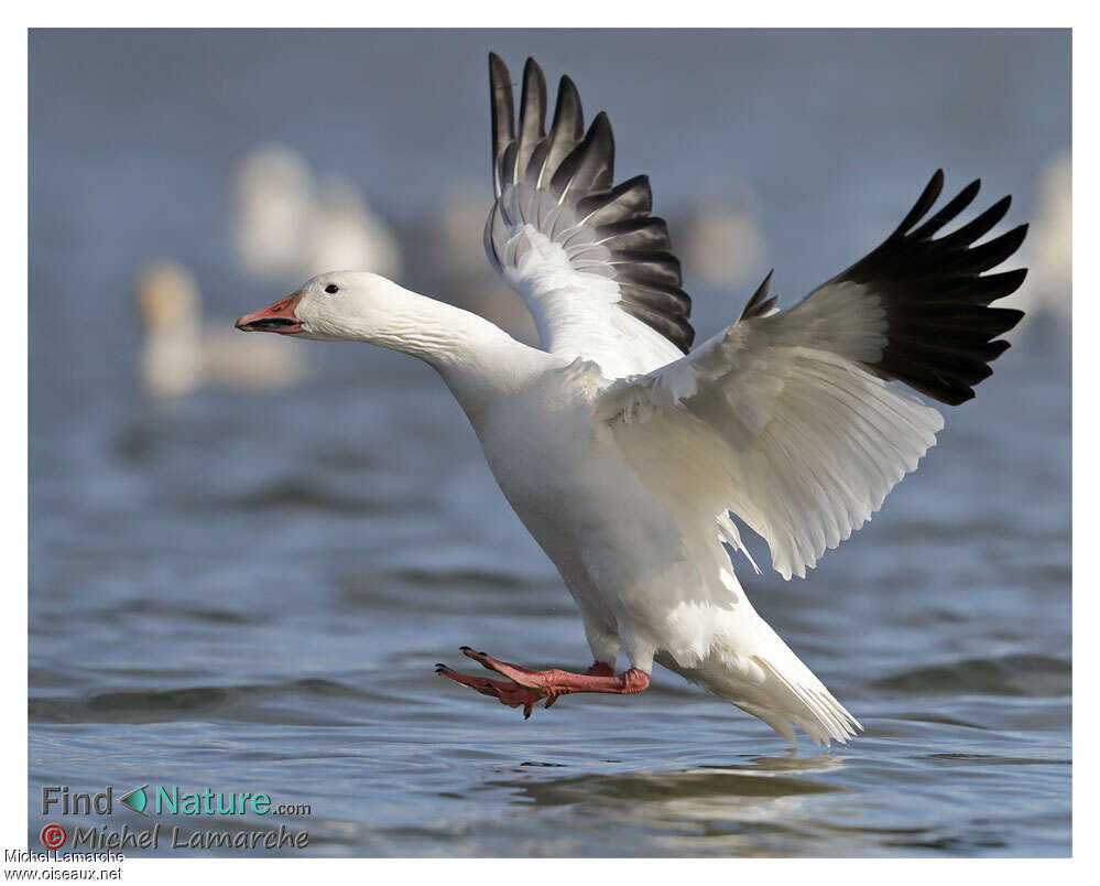 Snow Gooseadult post breeding, Flight