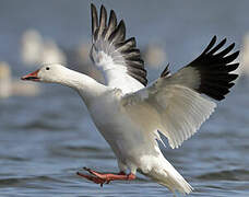 Snow Goose