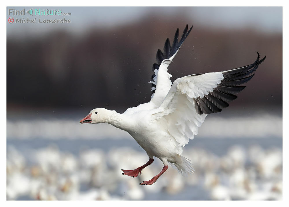 Snow Gooseadult, Flight