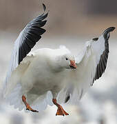 Snow Goose