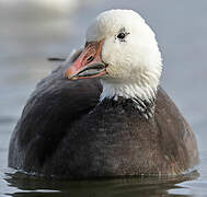 Snow Goose