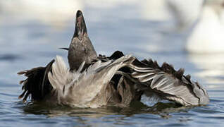 Snow Goose