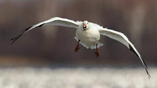 Snow Goose