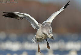 Snow Goose