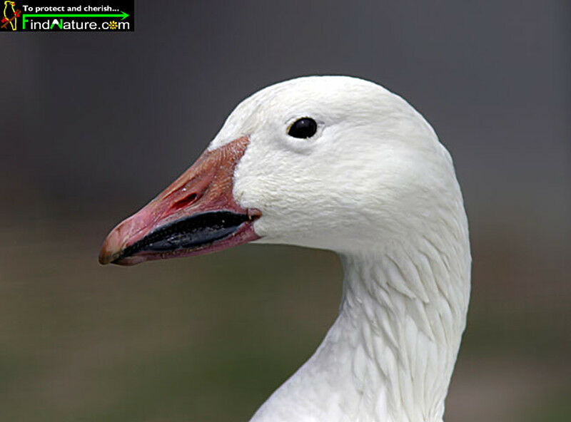 Snow Goose