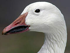 Snow Goose