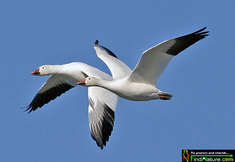 Snow Goose