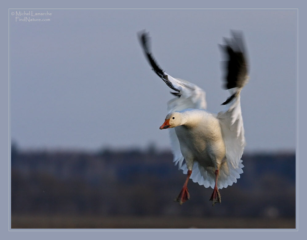 Snow Goose