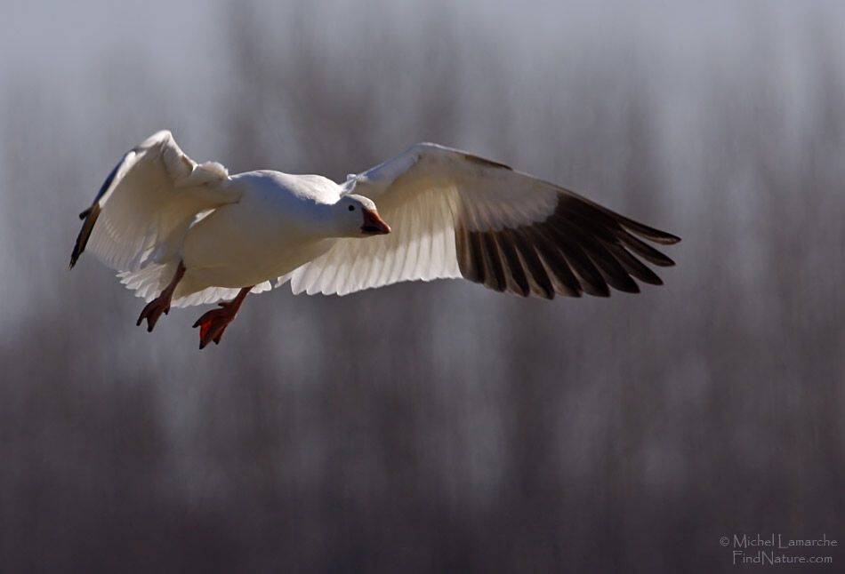 Snow Goose