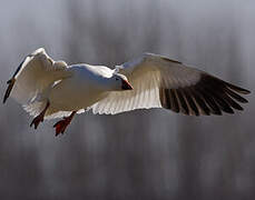 Snow Goose