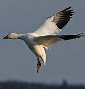 Snow Goose