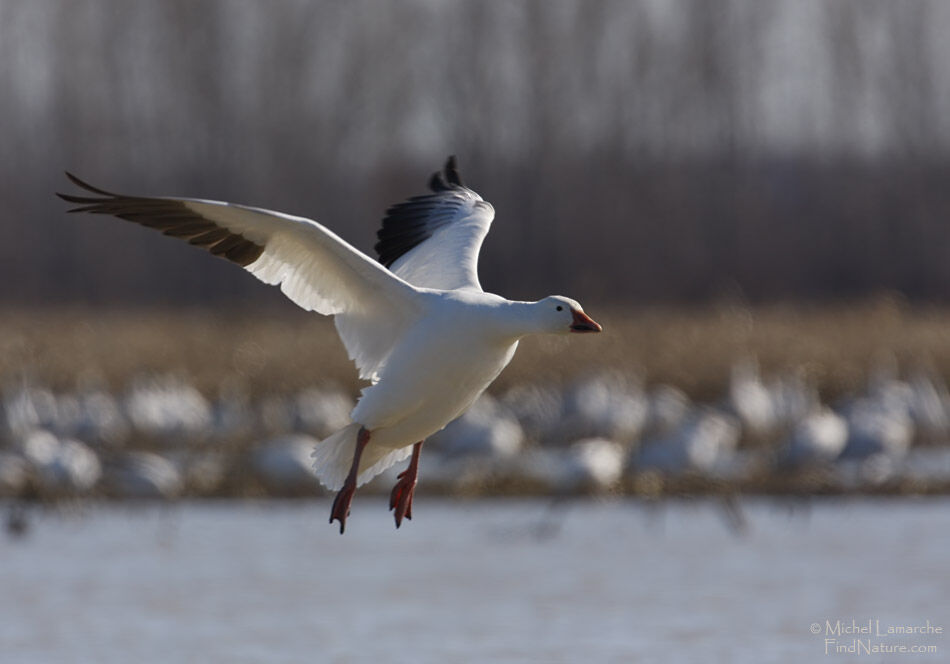 Snow Goose