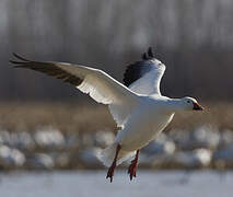 Snow Goose