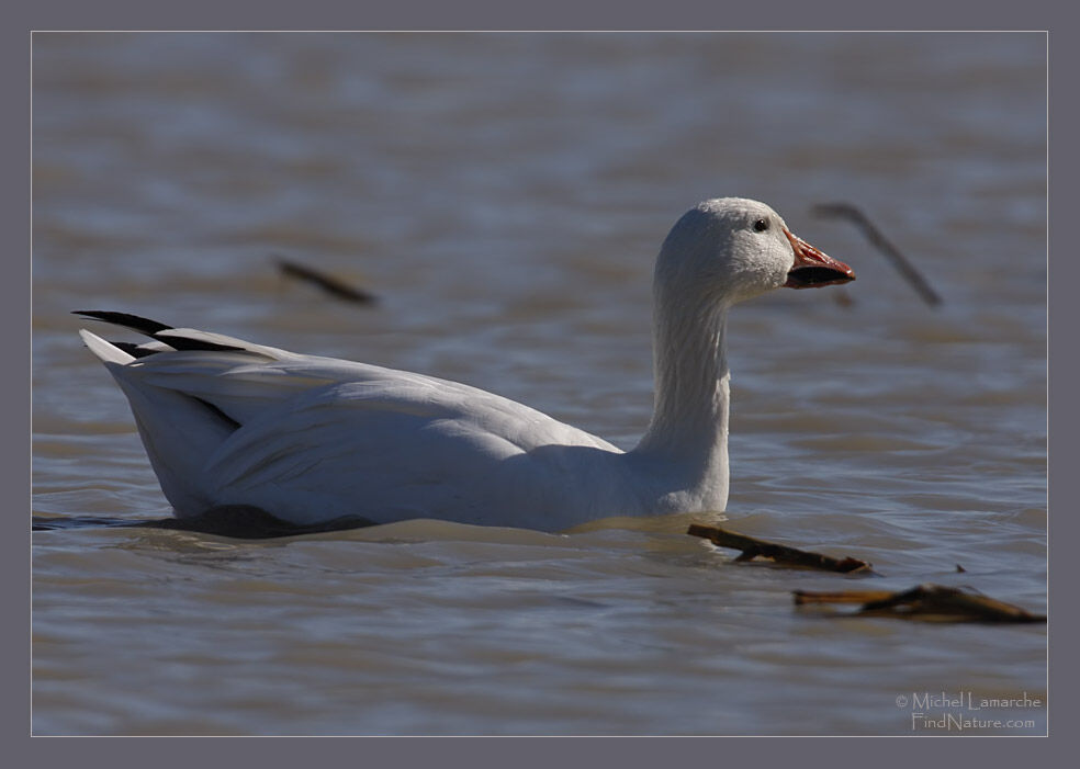 Snow Goose