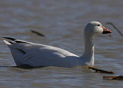 Snow Goose