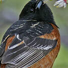 Oriole des vergers