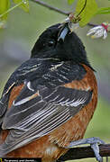 Orchard Oriole