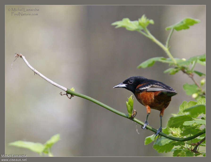 Oriole des vergers mâle adulte, Comportement