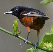 Orchard Oriole