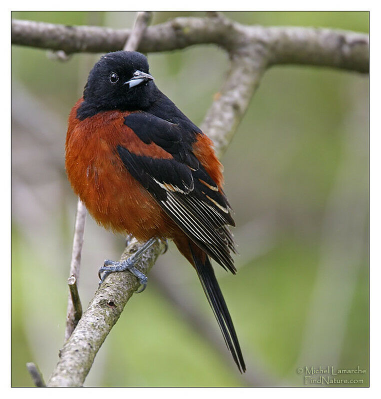 Oriole des vergers mâle adulte