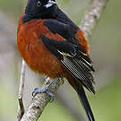 Oriole des vergers