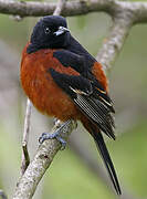 Orchard Oriole