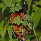 Oriole des vergers