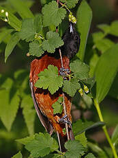 Oriole des vergers