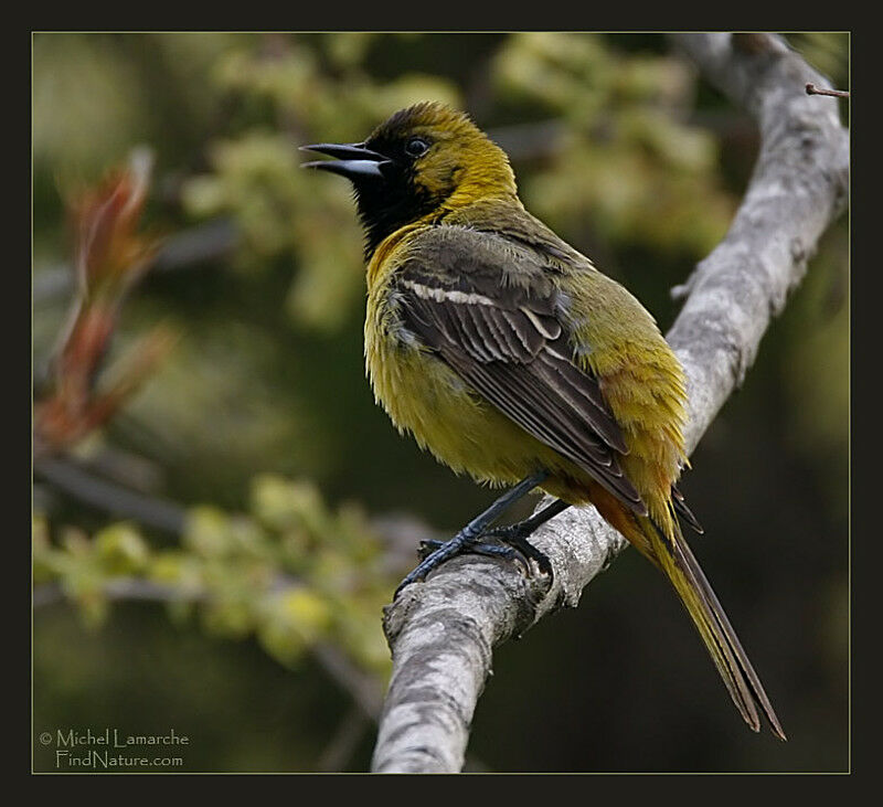 Oriole des vergers femelle adulte