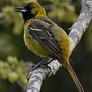 Oriole des vergers