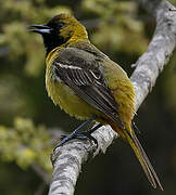 Orchard Oriole