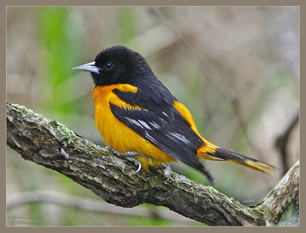 Baltimore Oriole male adult