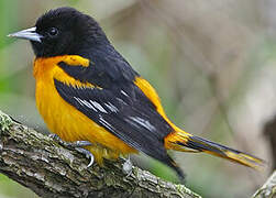 Oriole du Nord